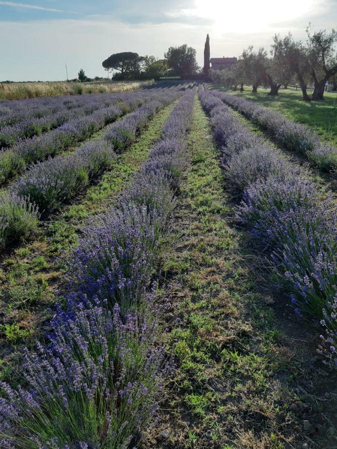 Tenuta Di Pontesodo Montalto di Castro Eksteriør billede